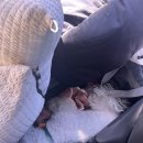 도그휴 | 안성 원더풀 도그베이 후기 | 취사가능 + 유수풀까지 있는 반려견 워터파크