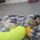 폴인럽 애견&고양이 미용 돌봄&호텔 이미지