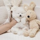 버디독 강아지분양 안심분양센터 서울 영등포점 네이버블로그