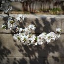[과제] 충청도 벚꽃, 경기도 벚꽃...강원도 벚꽃 추가 이미지