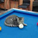 가락당구장 이미지