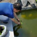 이준열대어 이미지