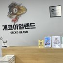 푸푸아일랜드 | 도마뱀을 키운다면? 인천 파충류샵 게코아일랜드 꼭 한번 방문해 보세요!