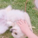 우리집 멍뭉 이미지