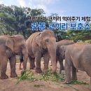 코끼리 | 태국 치앙마이 여행 코끼리 밥 주기 란통 코끼리 보호소 내돈내산 후기