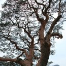 왕소나무길 이미지