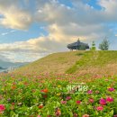 산책 | 양산천 백일홍 새롭게 생긴 꽃단지 산책 후기