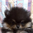 깜찍하개 이미지