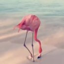 플라밍고 이미지