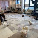 세븐일레븐발산W타워점 | 🐶 마곡 발산 애견카페 추천 | 🐾 귀여운 상주견들과 즐기는 &lt;펫티 애견카페&gt; 🐾