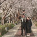강변공원 주차장 | 부산 대저생태공원 벚꽃 유채꽃 주차장 강서 낙동강변 30리 다녀온 후기