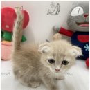 캣초딩 고양이분양 김포구래점 | 김포고양이 매장 후기 캣초딩에 다녀온 이야기