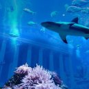 대전아쿠아리움 이미지