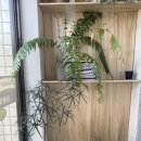 올웨이즈짐 | 용산 삼각지역 카페 올웨이즈어거스트 로스터리, 케이크 맛집 웨이팅 후기