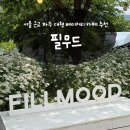 가위필 | 서울 근교 파주 대형카페 필무드 | 계란꽃 데이지꽃 성지 다녀온 후기