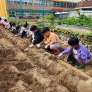 보람초등학교 이미지