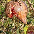 약산농장 이미지