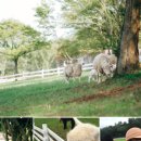 남해해상랜드 이미지