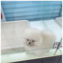 2829 | 일산 애견분양 후기 | REAL DOGS에서 만난 소중한 인연 🐶