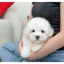 유앤미펫 강아지분양 고양이분양 위례점 | 종류가 다양하게 있는 인천 강아지분양 유앤미펫 강아지분양 고양이분양 인천본점 방문후기