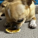 멍멍디저트 이미지