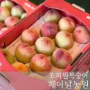 세종농원 | [세종] 조치원복숭아 채아달농원 :: 7월 초 대극천 후기