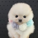 안녕,댕댕아 이미지