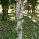 청마농장2 이미지