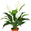 나무(NAMU) 이미지