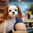 방울이네 펫살롱 이미지