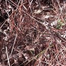 산안개 농장 이미지