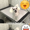 남창애견 이미지