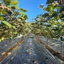 우금2농장 이미지