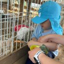 153농장 | [치유농장 뒤란]김포 아이랑 농장체험/6월농부체험...잡기,먹이주기체험후기/김포 주말 나들이 추천