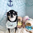 털찐친구들 이미지