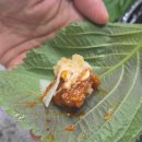 서신동 주민센터 | 서신동 맛집 쭈꾸쭈꾸 순한맛, 자극 없는 매콤함에 반하고 왔어요