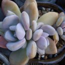 주)골드미인 이미지