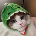 홍포다방