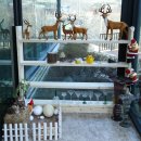 대구애견 이미지