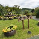 꽃무릇 신구대학교 식물원 이미지