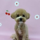 가치있개 이미지