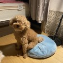 오마이퍼피 | 구미산동애견미용:) 오마이퍼피 협찬없는 솔직후기 ~