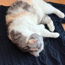 맥국길1 | 아직 두쫀쿠에 갇힌 사람이랑 놀사람 구함.