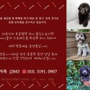 말티와푸들이사는집 | 실버토이푸들 분양, 행복을 전해 줄 공주들