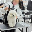 지에듀인천센터학원 | 인천애견미용학원 자녀 진로 목적 상담 후기