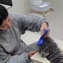 쑝이네 애견샵 네이버블로그