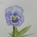 보태니컬 이미지