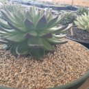 조성근농장 이미지