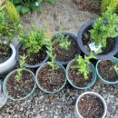 장흥비동돌담 이미지