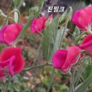 스위트피